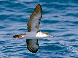 Audubon's Shearwater - eBird